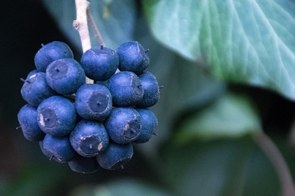 fruit, blueberries, organic-6998582.jpg