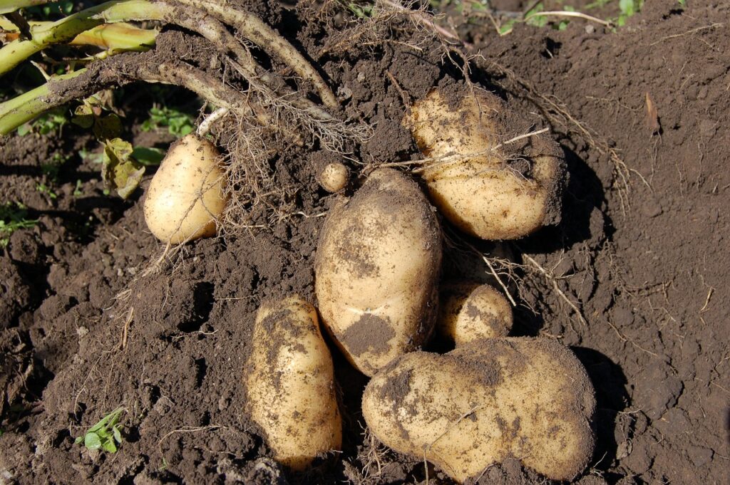 Kartoffeln anhäufeln